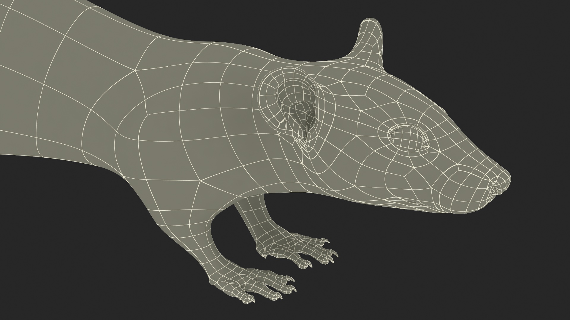 3D model Realistic White Rat with Fur Rigged