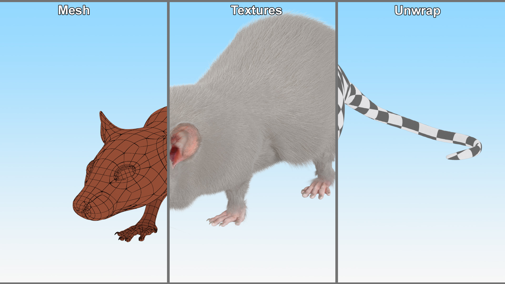 3D model Realistic White Rat with Fur Rigged
