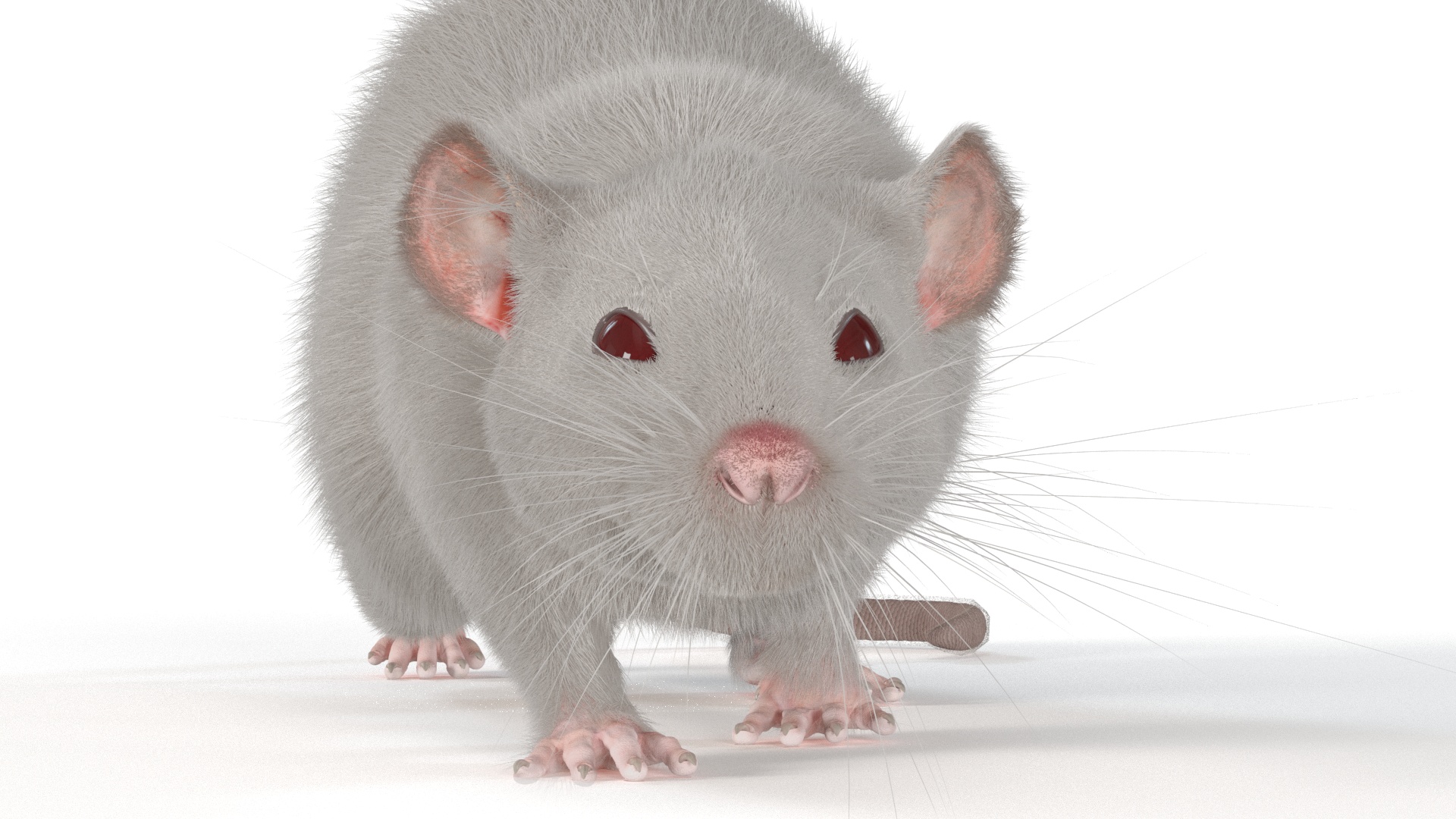 3D model Realistic White Rat with Fur Rigged