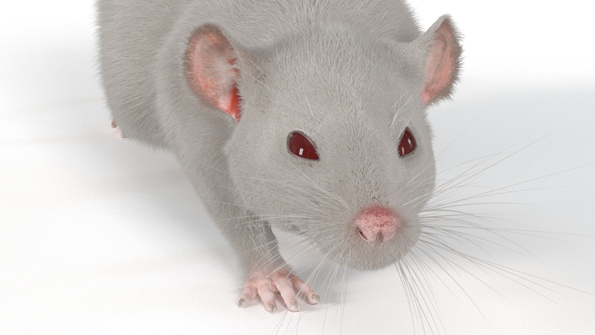 3D model Realistic White Rat with Fur Rigged