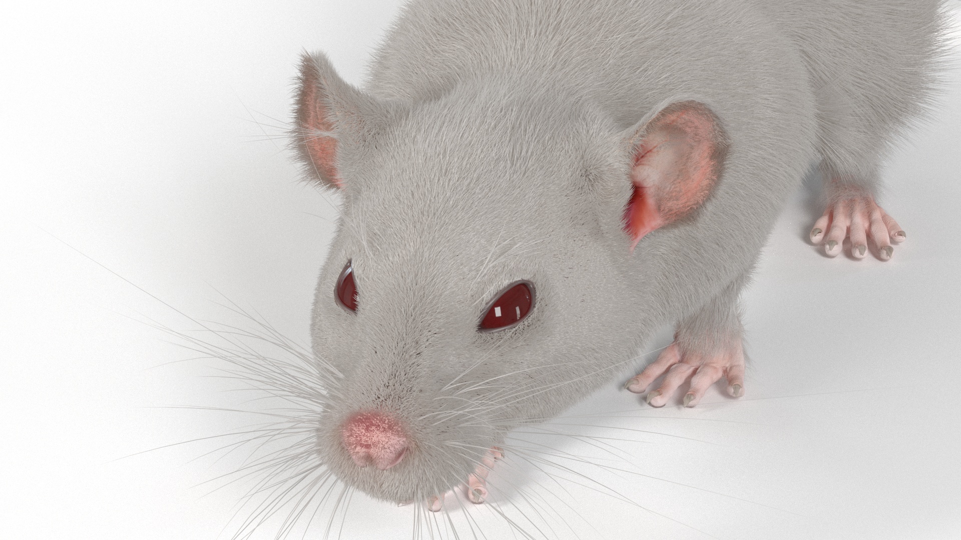 3D model Realistic White Rat with Fur Rigged