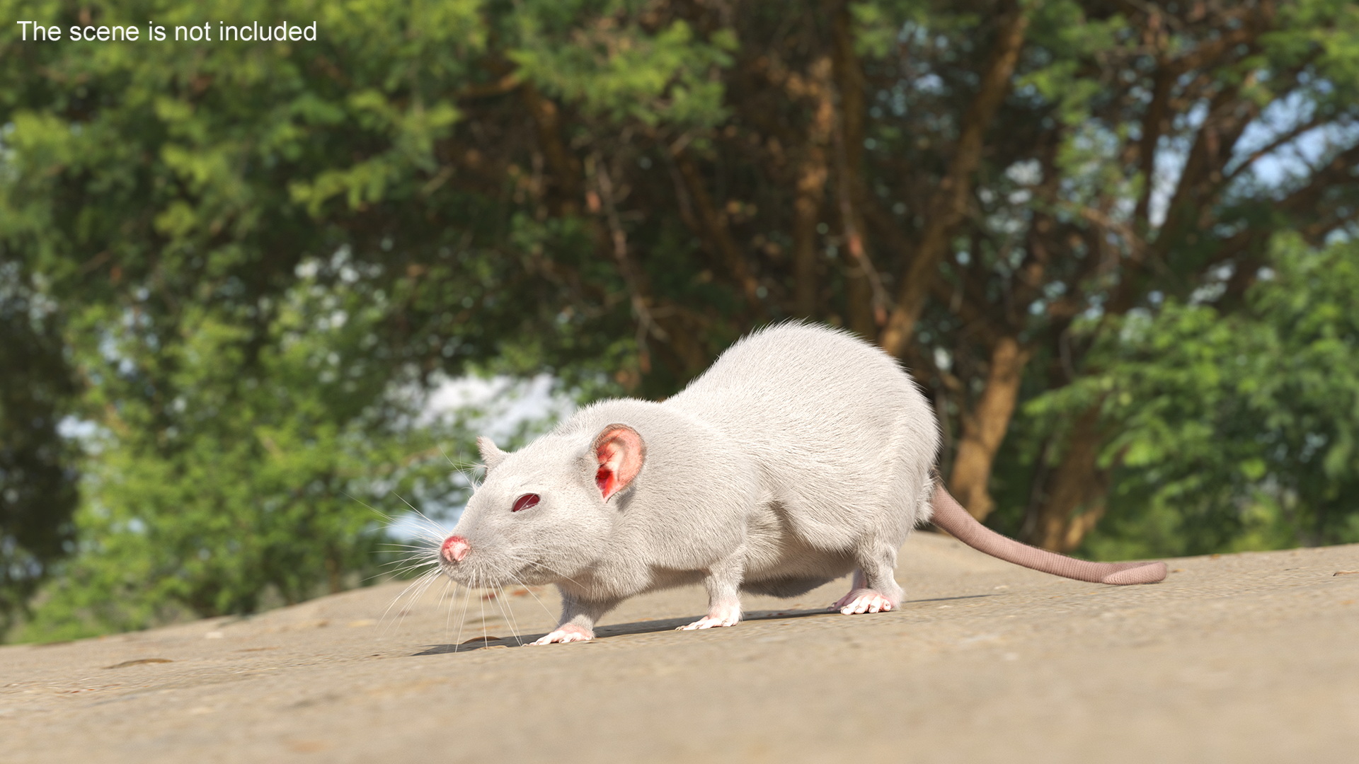 3D model Realistic White Rat with Fur Rigged