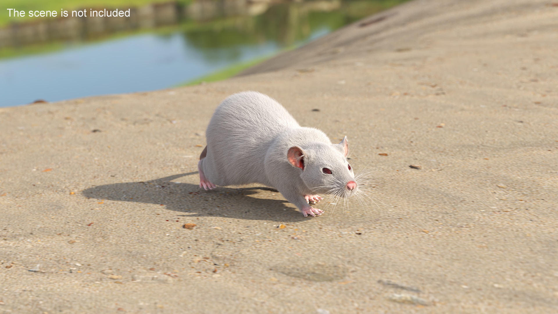 3D model Realistic White Rat with Fur Rigged
