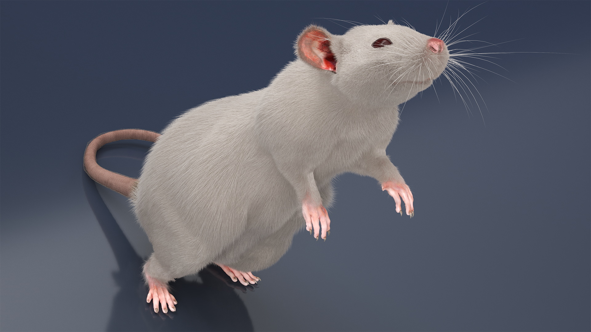 3D model Realistic White Rat with Fur Rigged