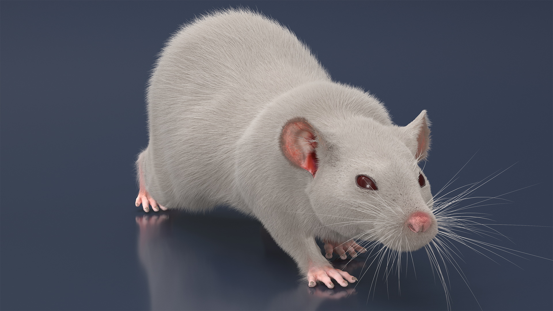 3D model Realistic White Rat with Fur Rigged
