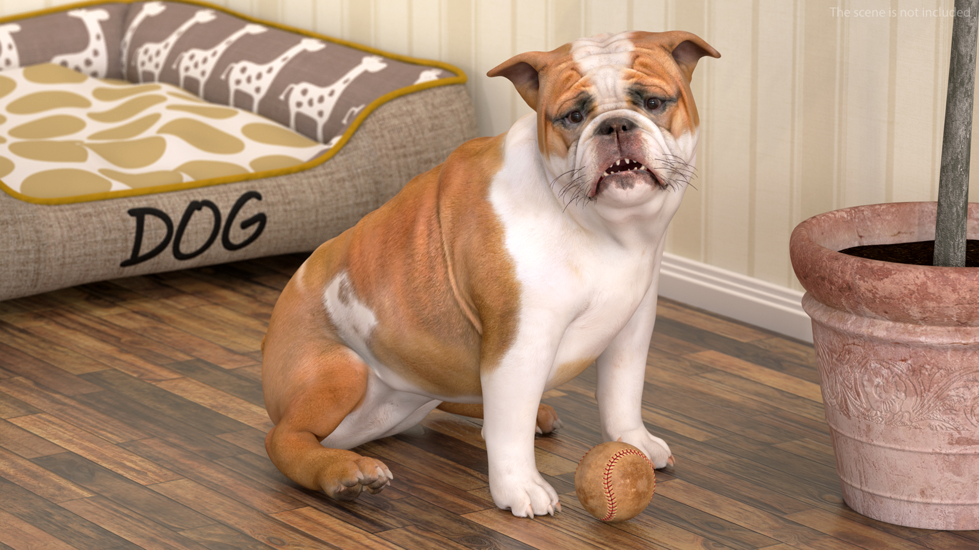 3D Bulldog Sitting Up model