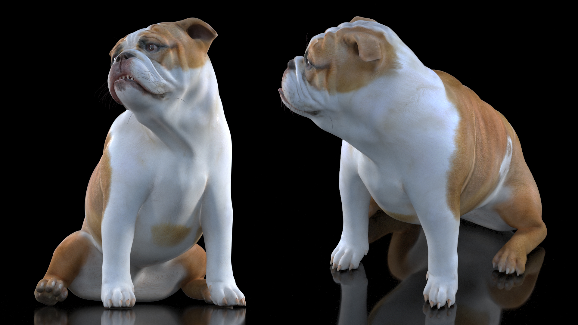 3D Bulldog Sitting Up model