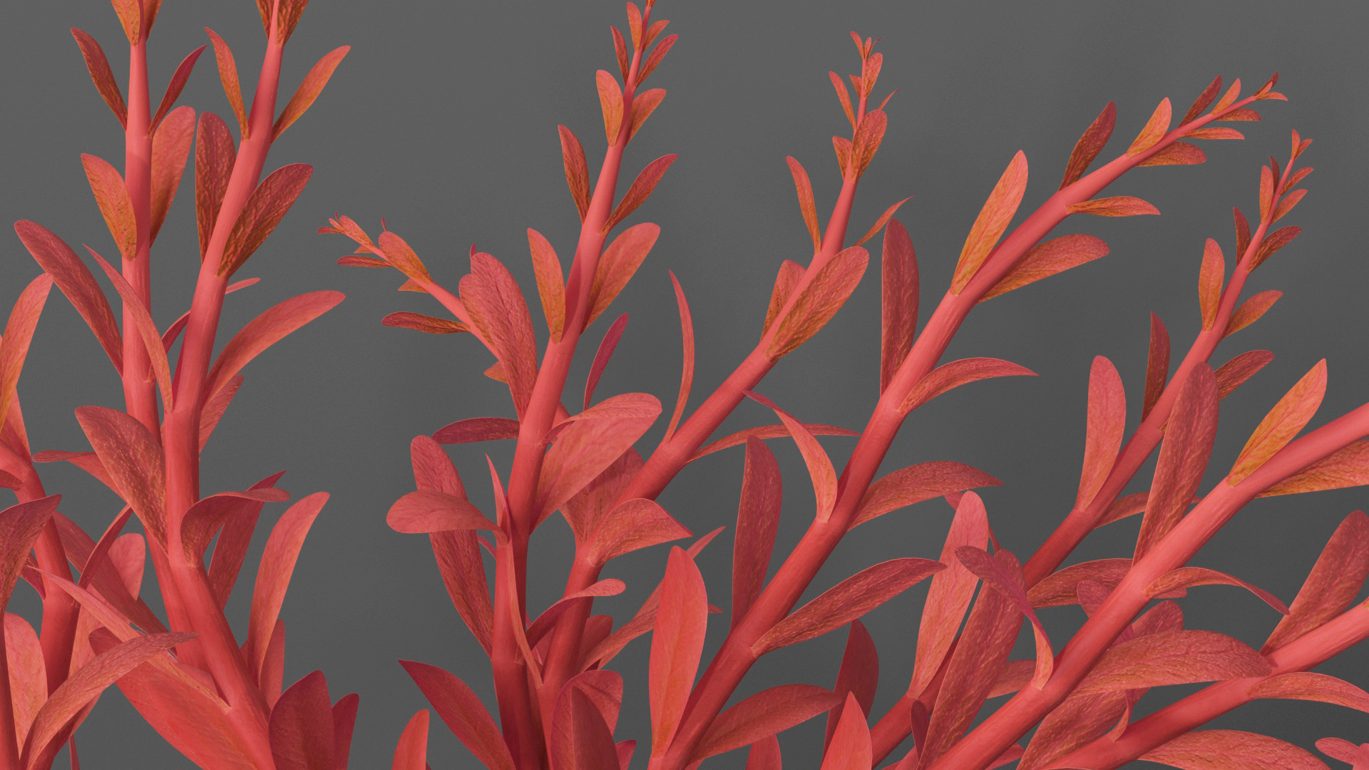 3D model Artificial Rotala Aquatic Plant Red