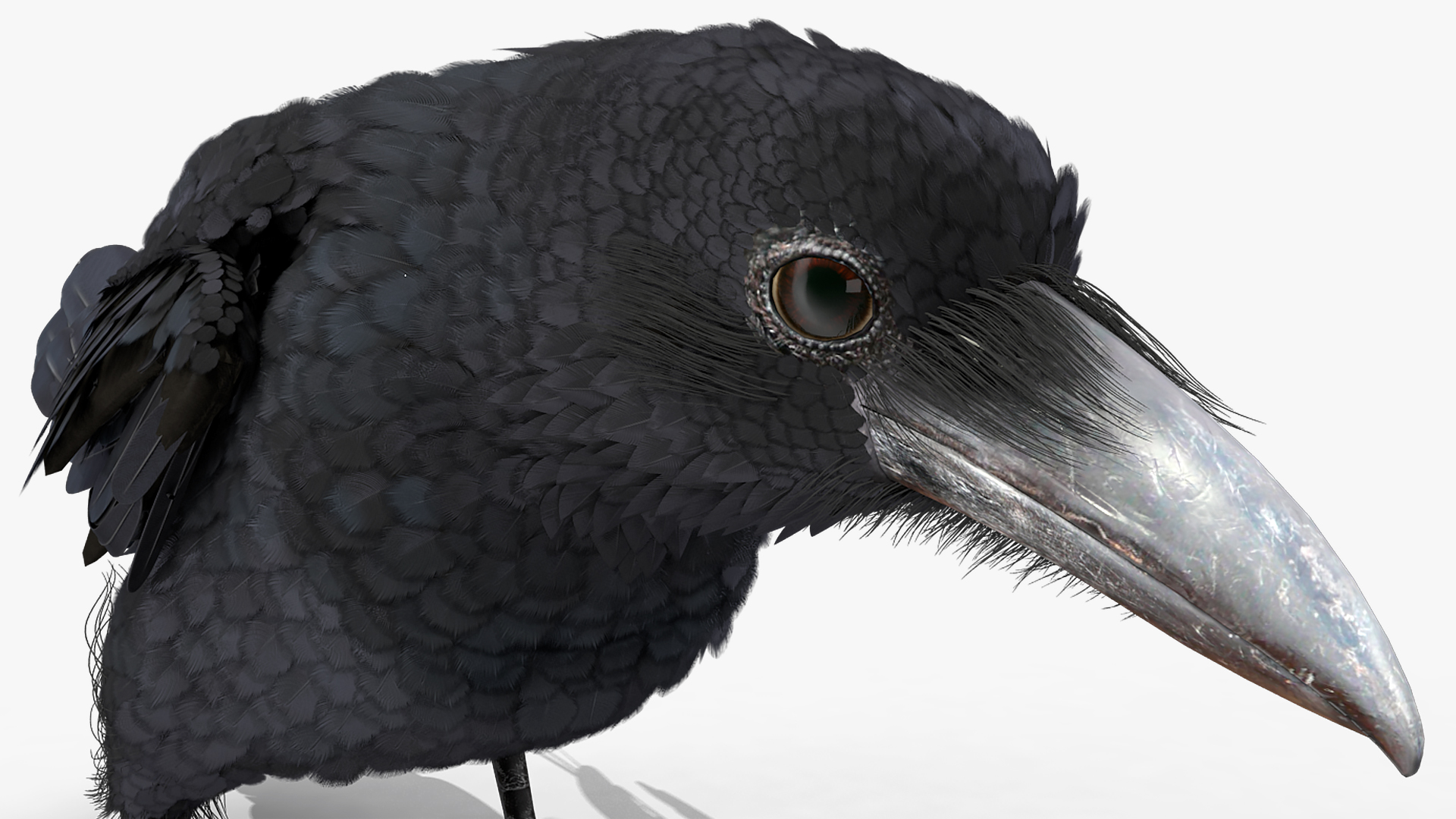 Raven Landing Animated Rigged 3D model