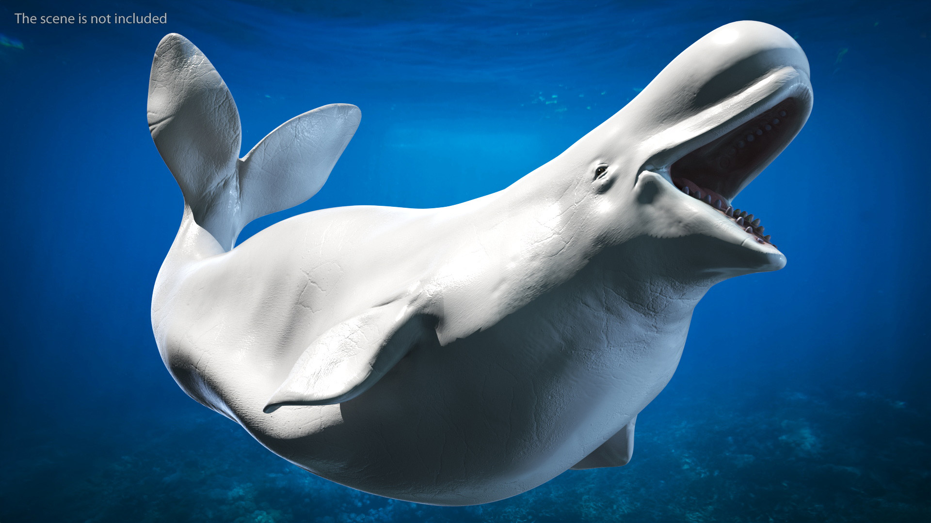 3D model Beluga Whale Adult Rigged