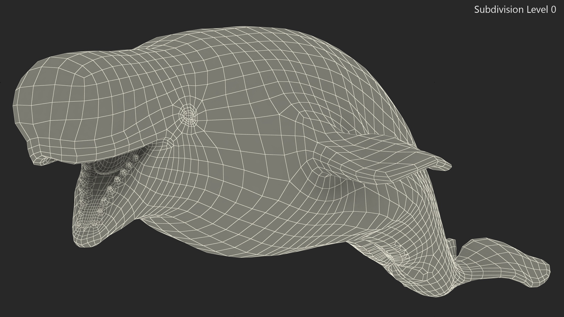 3D model Beluga Whale Adult Rigged