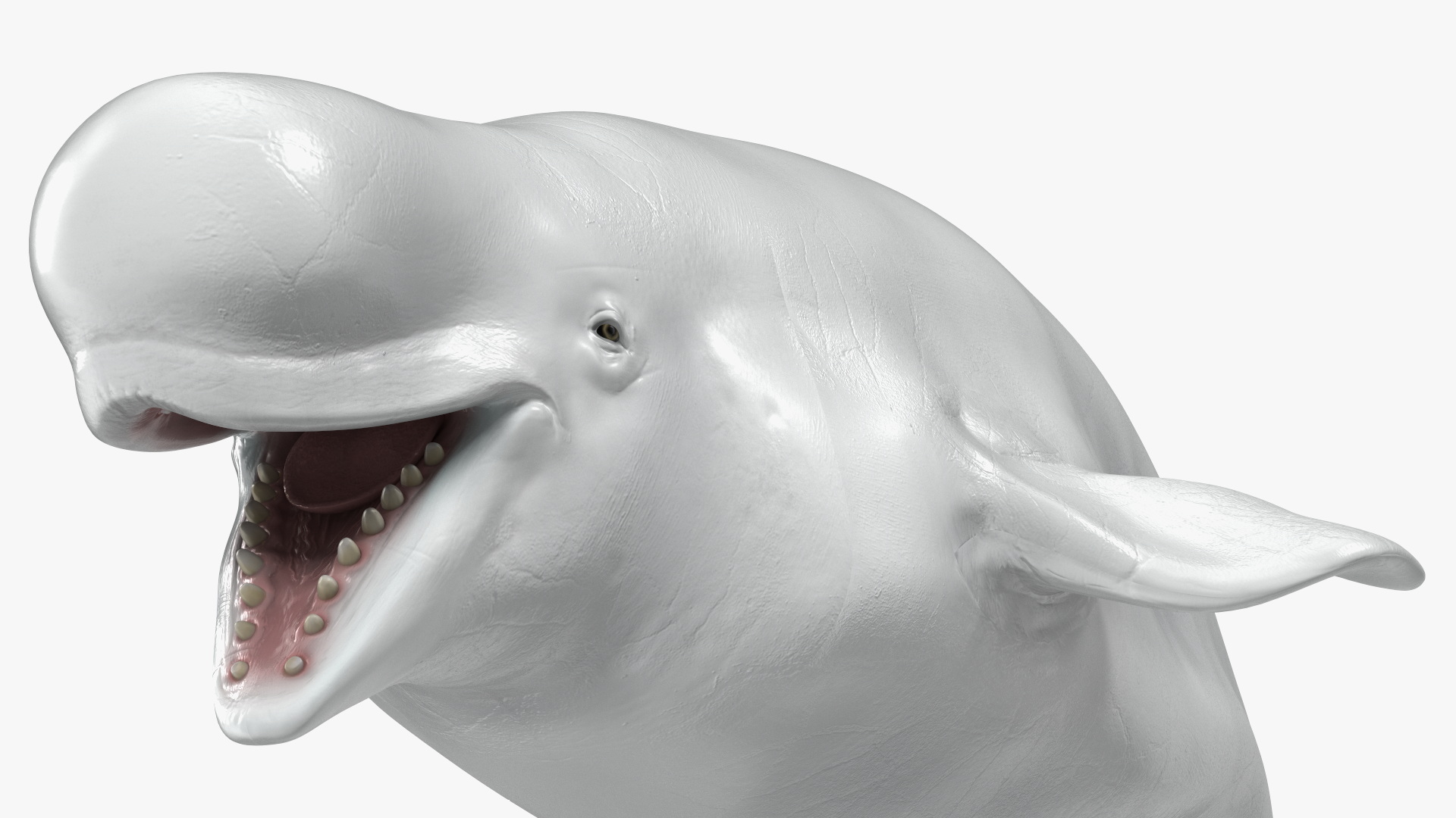 3D model Beluga Whale Adult Rigged