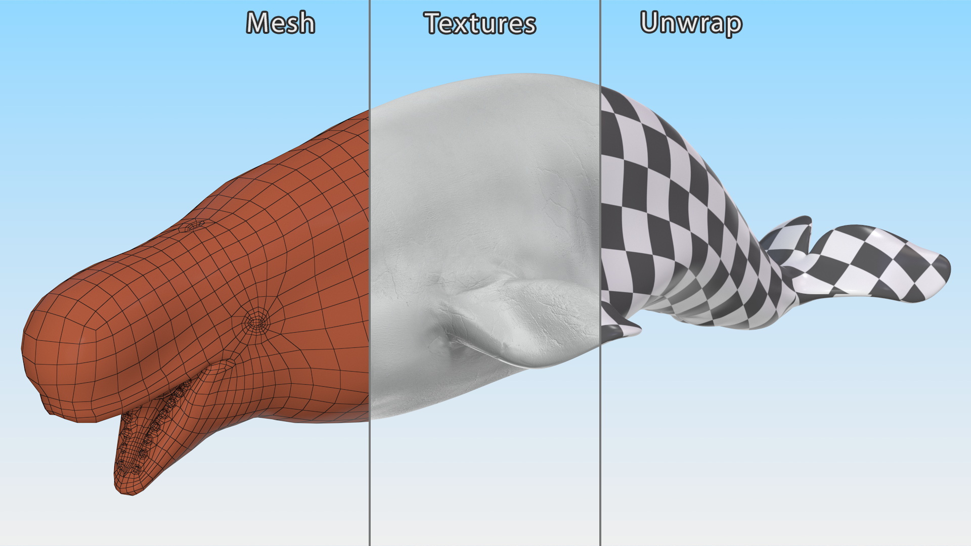 3D model Beluga Whale Adult Rigged