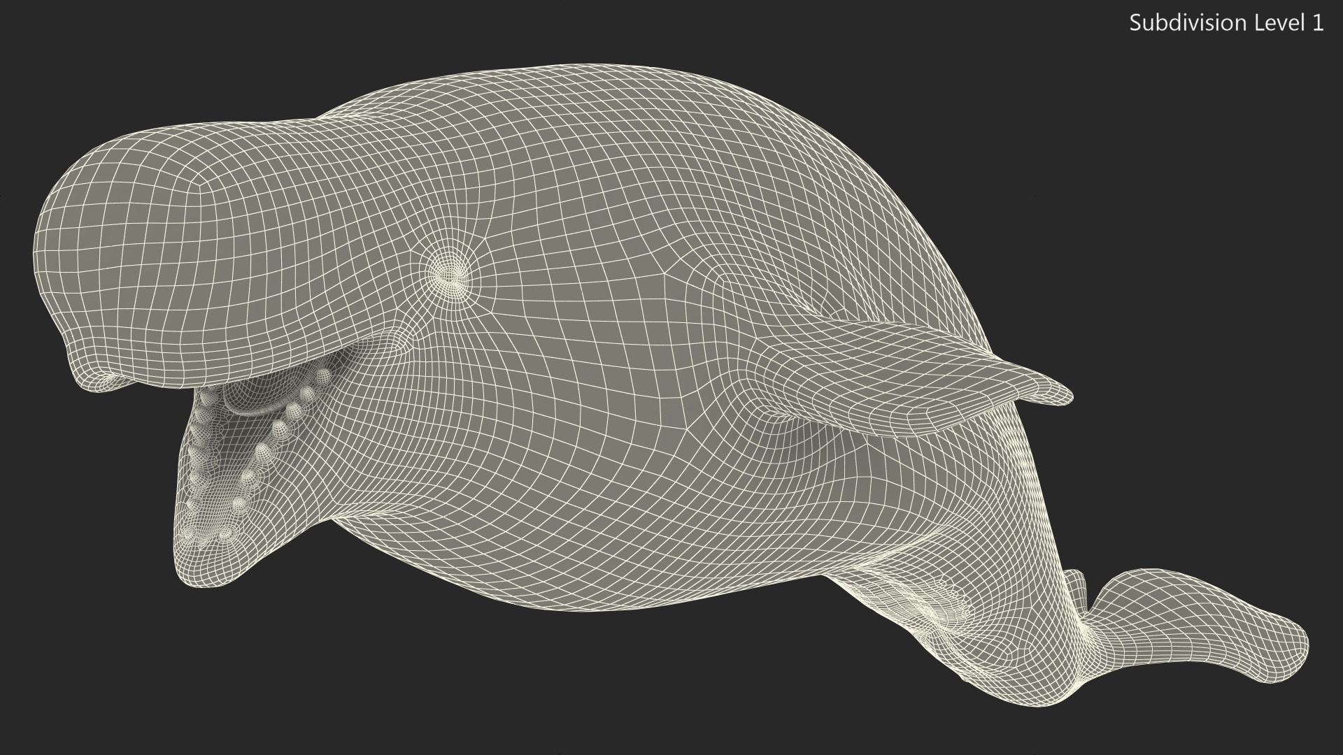 3D model Beluga Whale Adult Rigged