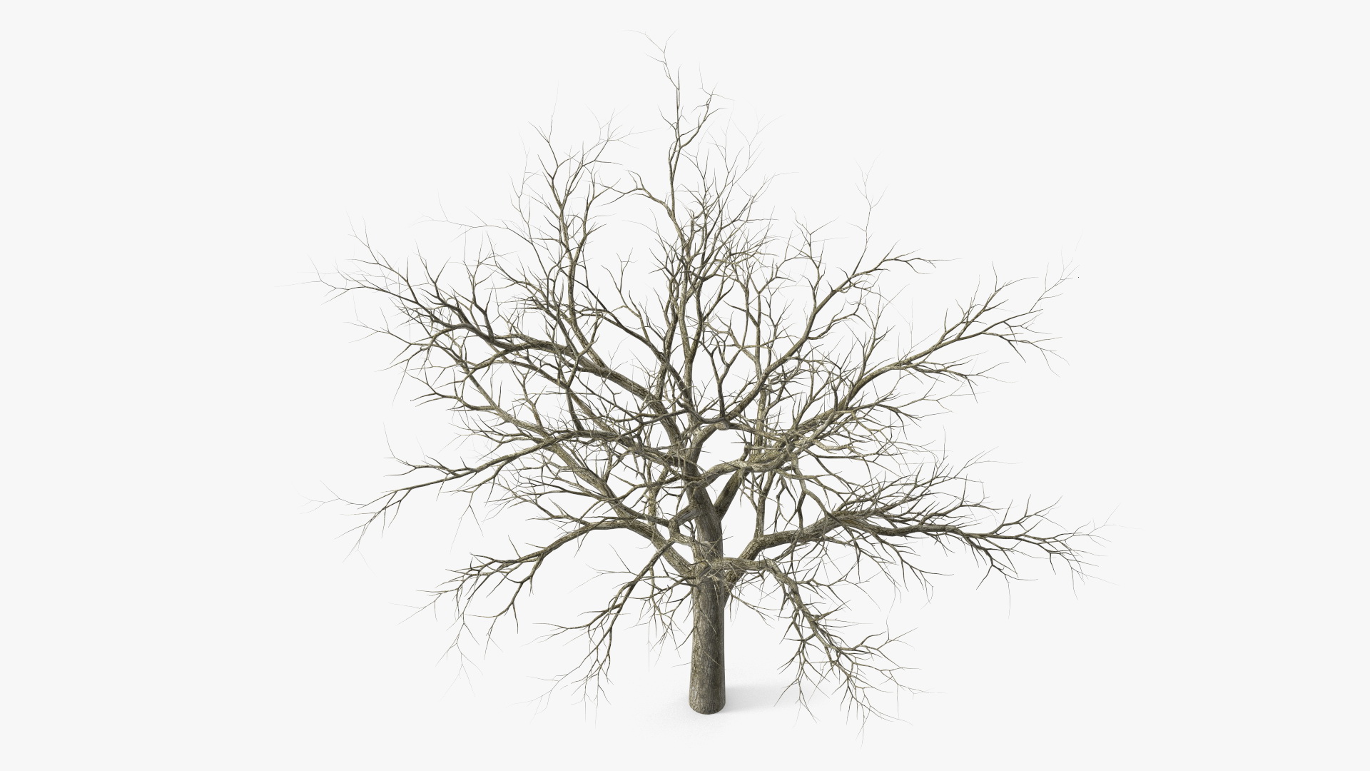 Swamp White Oak Winter 3D