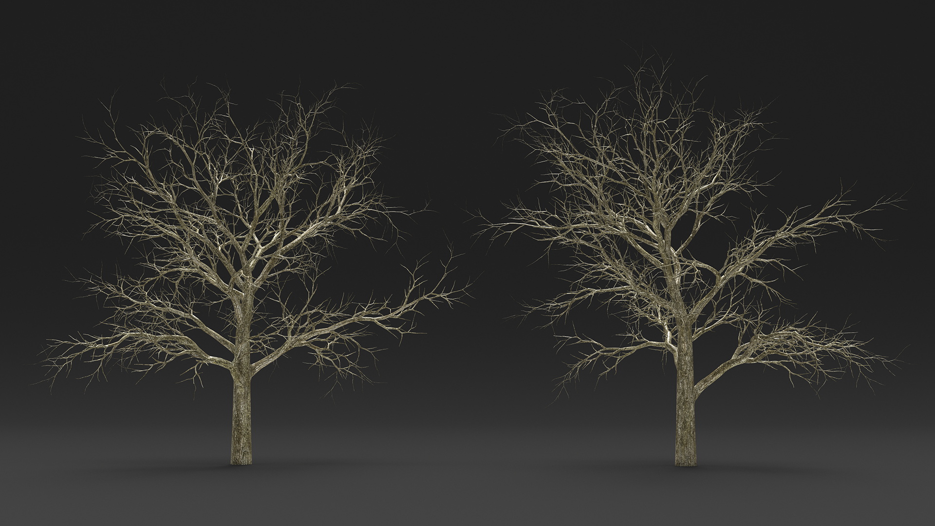 Swamp White Oak Winter 3D