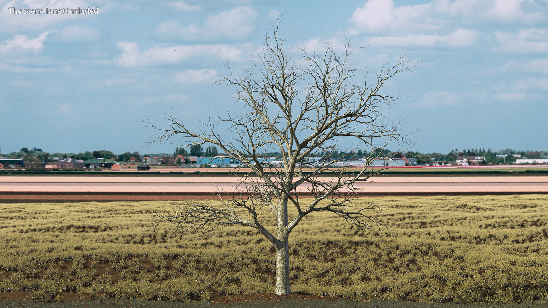 Swamp White Oak Winter 3D