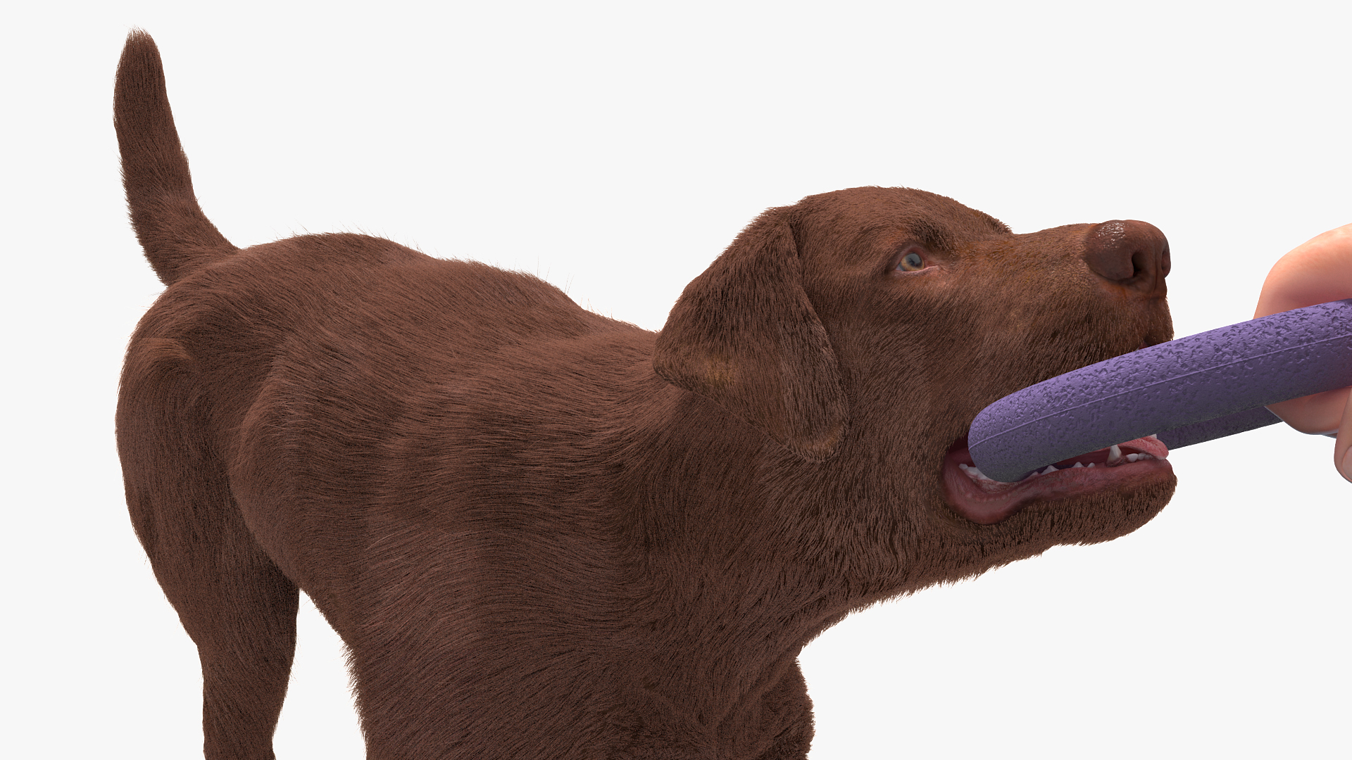 3D model Dog Owner Playing with Labrador Fur