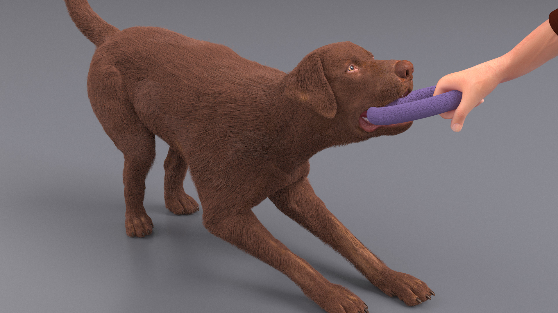 3D model Dog Owner Playing with Labrador Fur