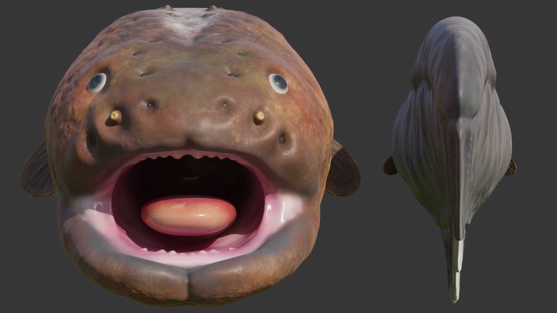 Electric Eel Rigged 3D model