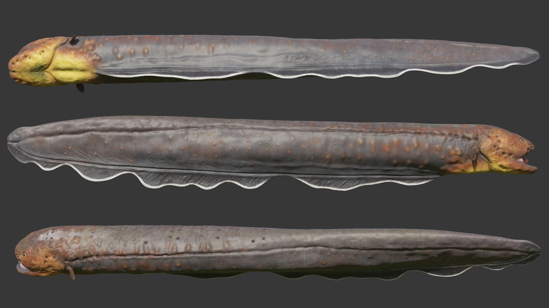 Electric Eel Rigged 3D model