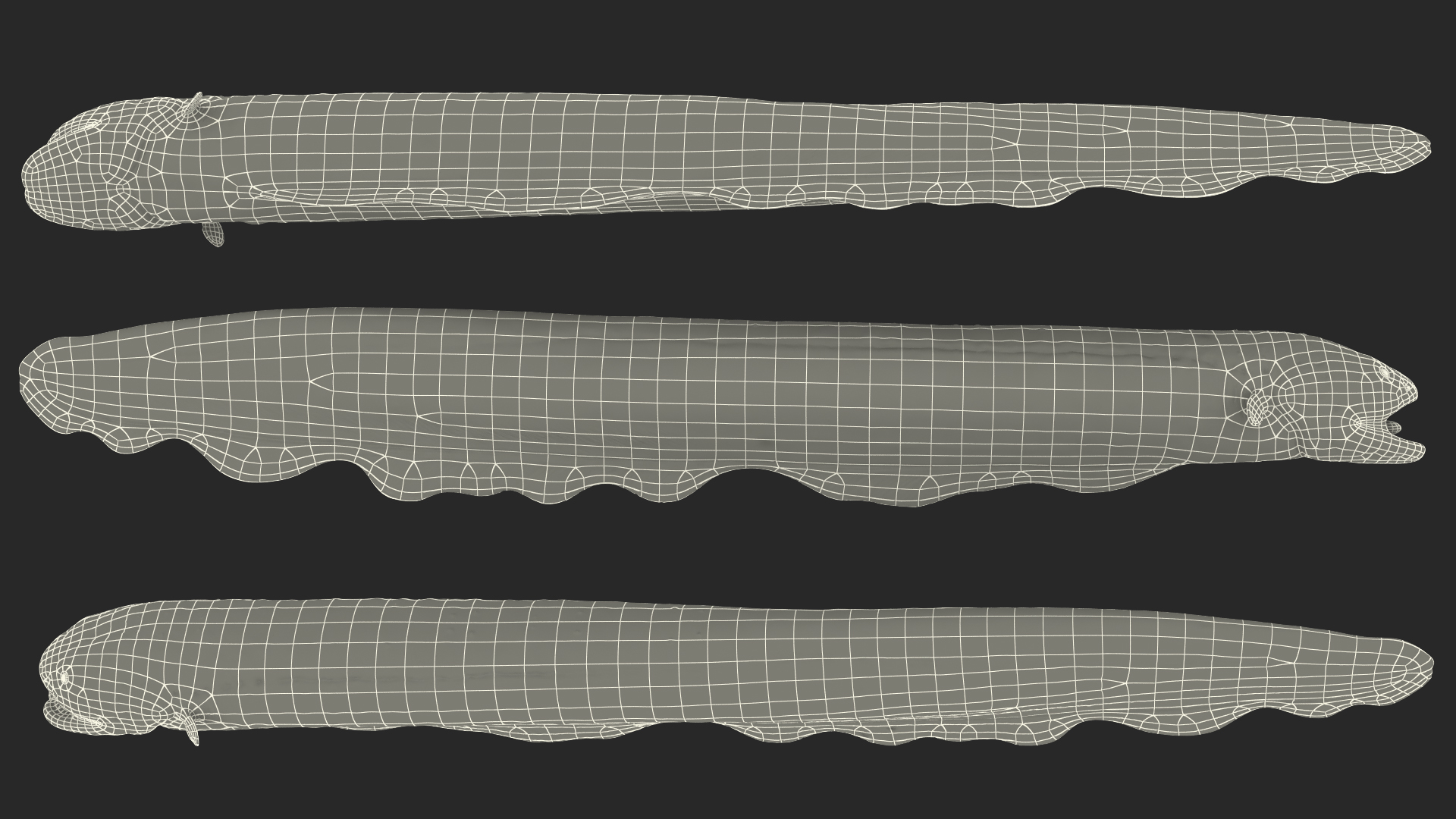 Electric Eel Rigged 3D model