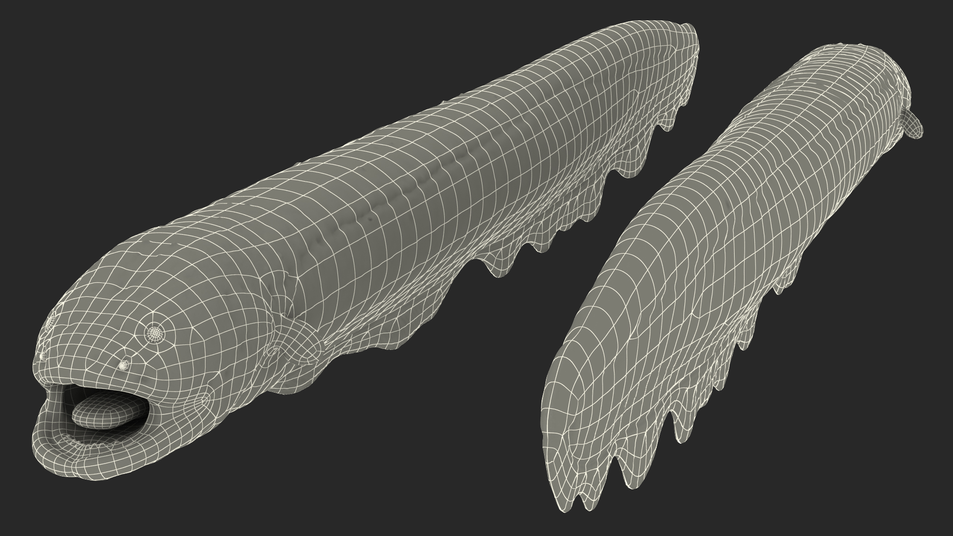 Electric Eel Rigged 3D model
