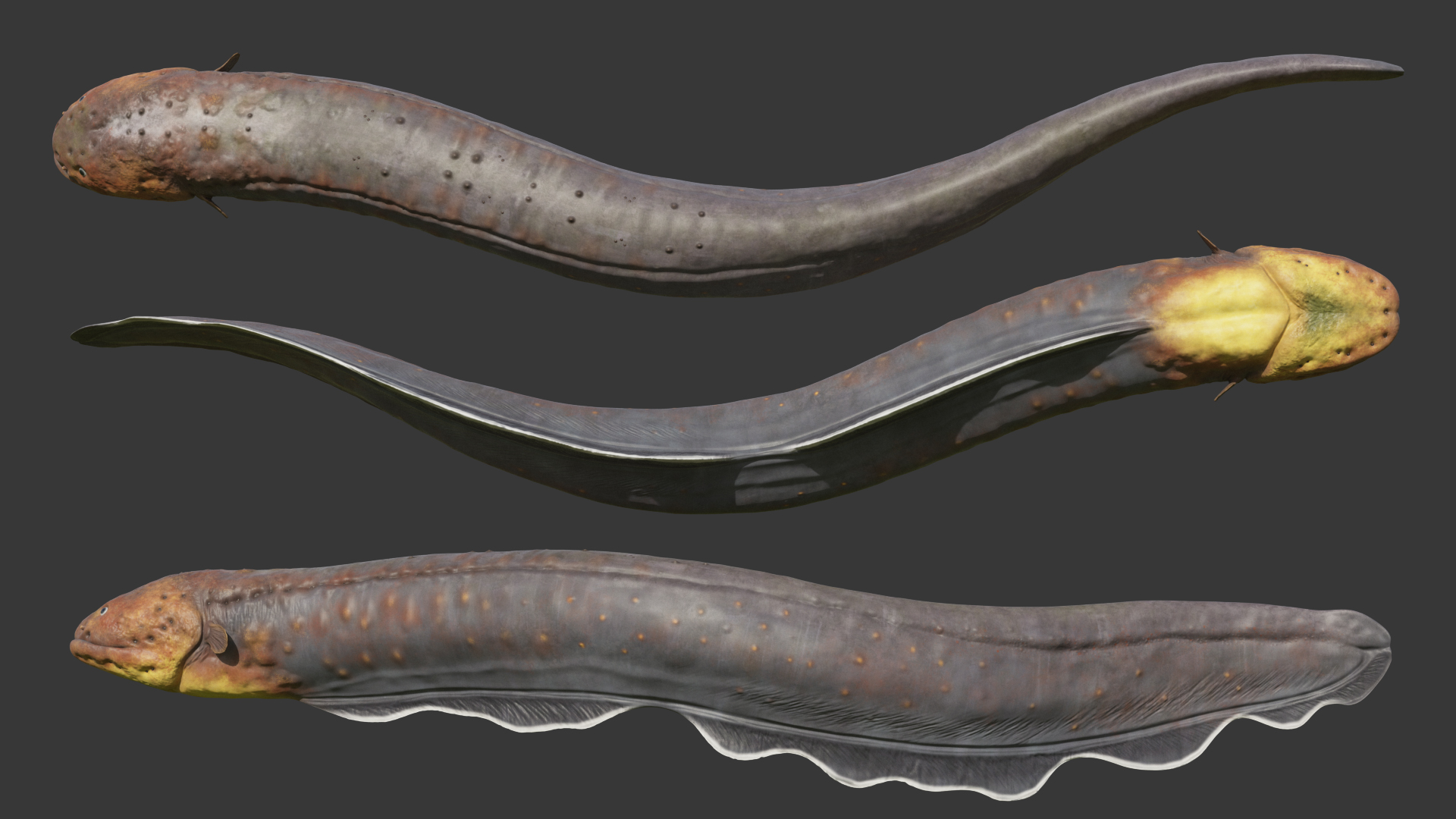 Electric Eel Rigged 3D model