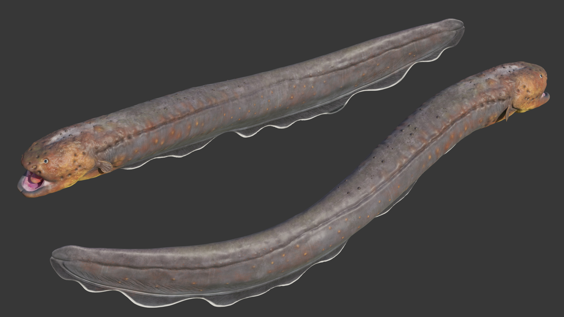 Electric Eel Rigged 3D model