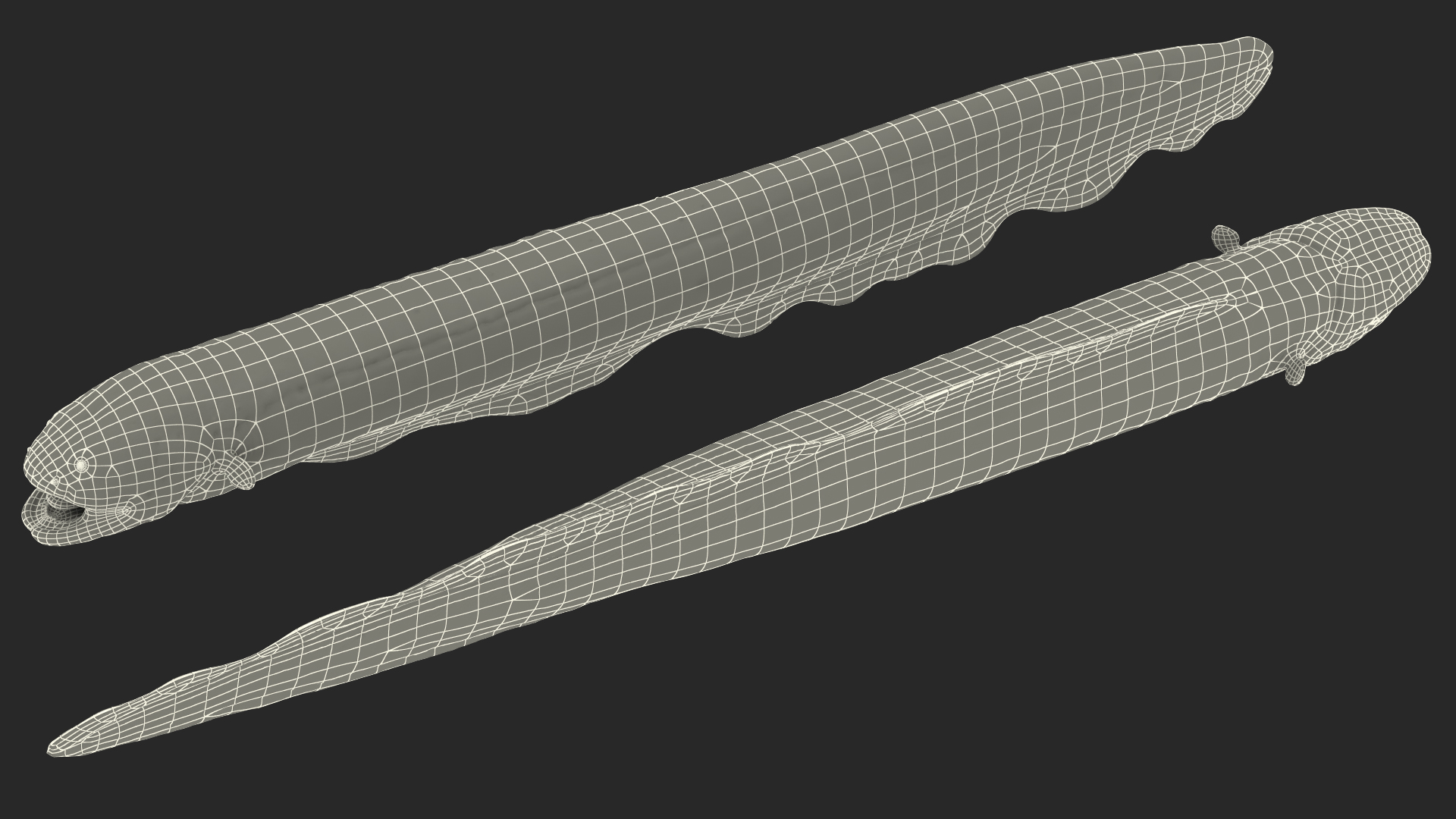 Electric Eel Rigged 3D model