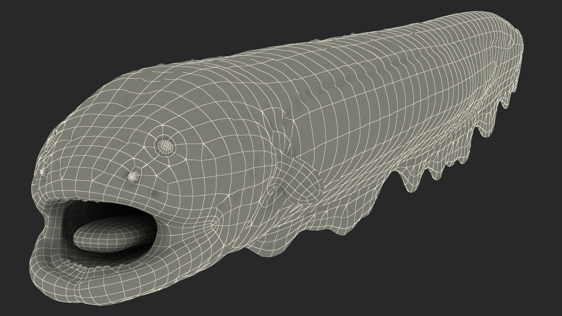 Electric Eel Rigged 3D model
