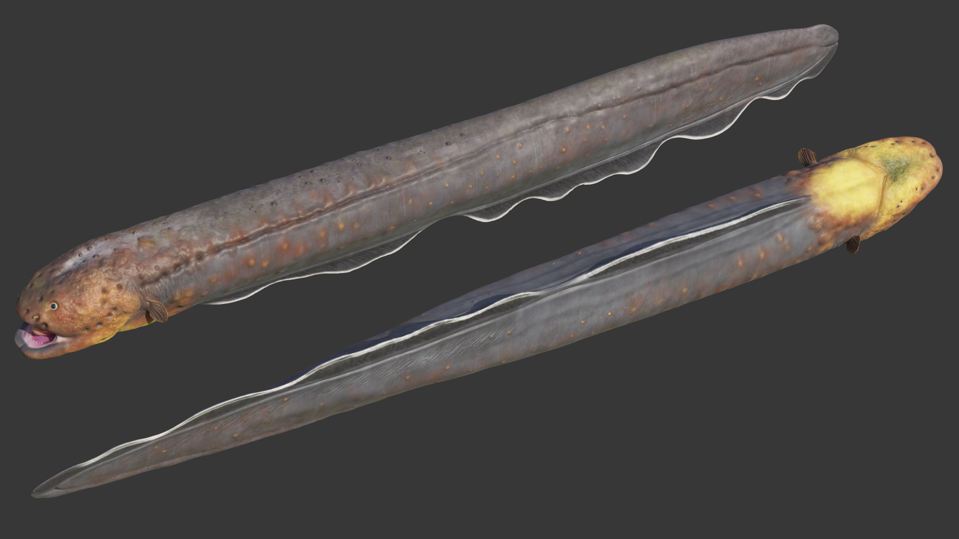 Electric Eel Rigged 3D model