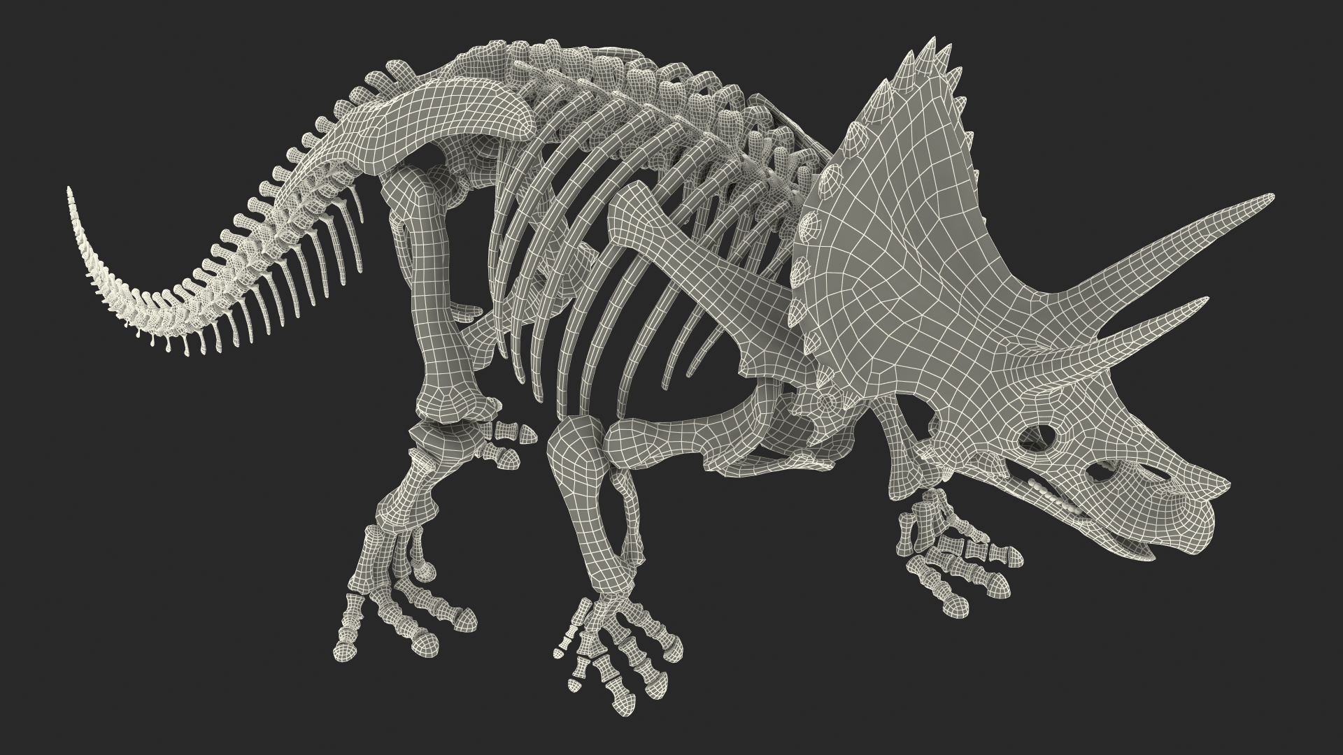 Triceratops Horridus Skeleton Walking Pose 3D