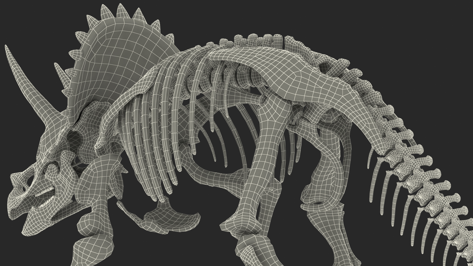 Triceratops Horridus Skeleton Walking Pose 3D