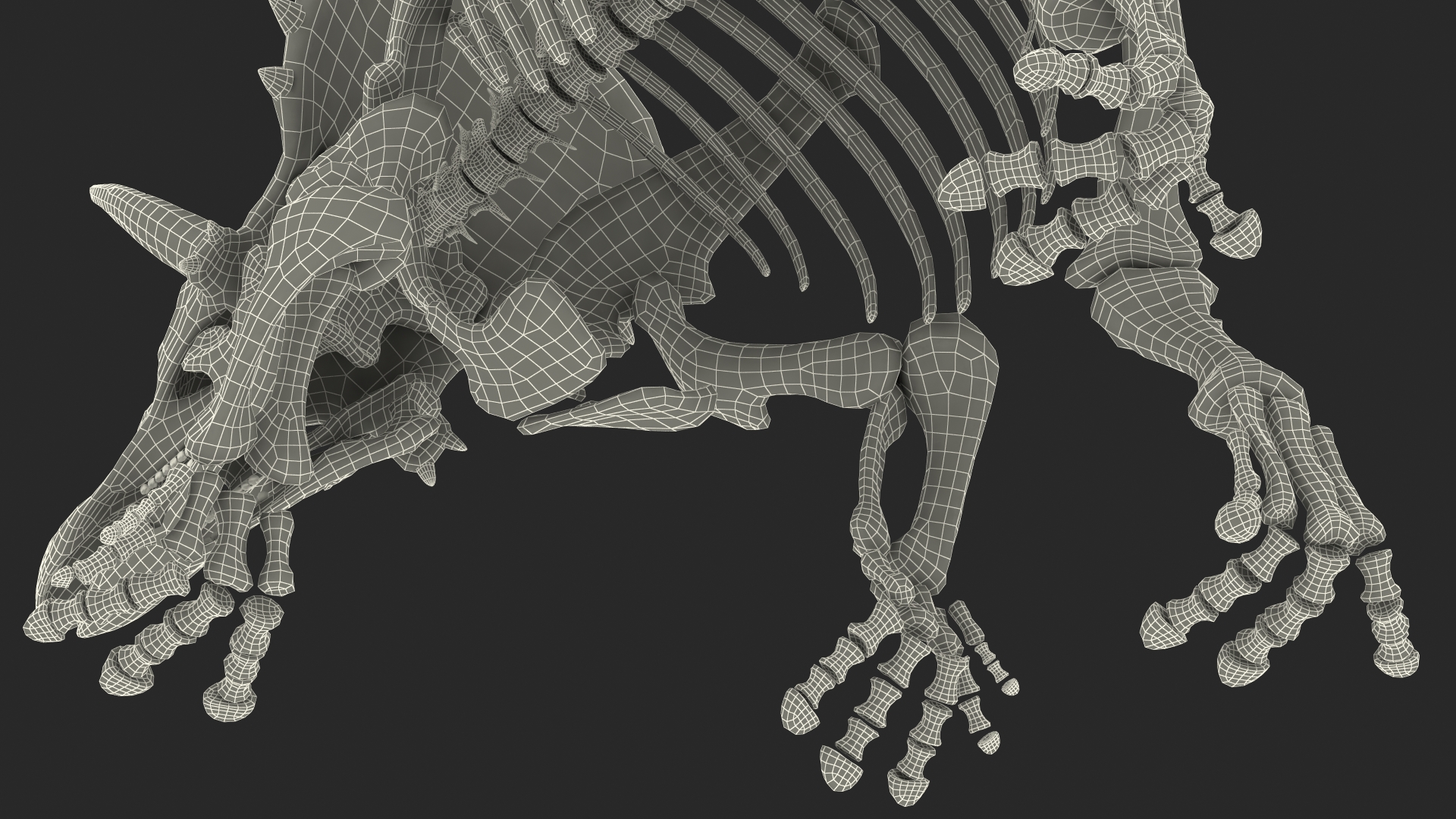 Triceratops Horridus Skeleton Walking Pose 3D