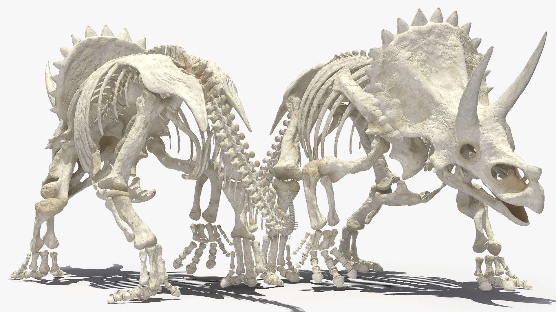 Triceratops Horridus Skeleton Walking Pose 3D