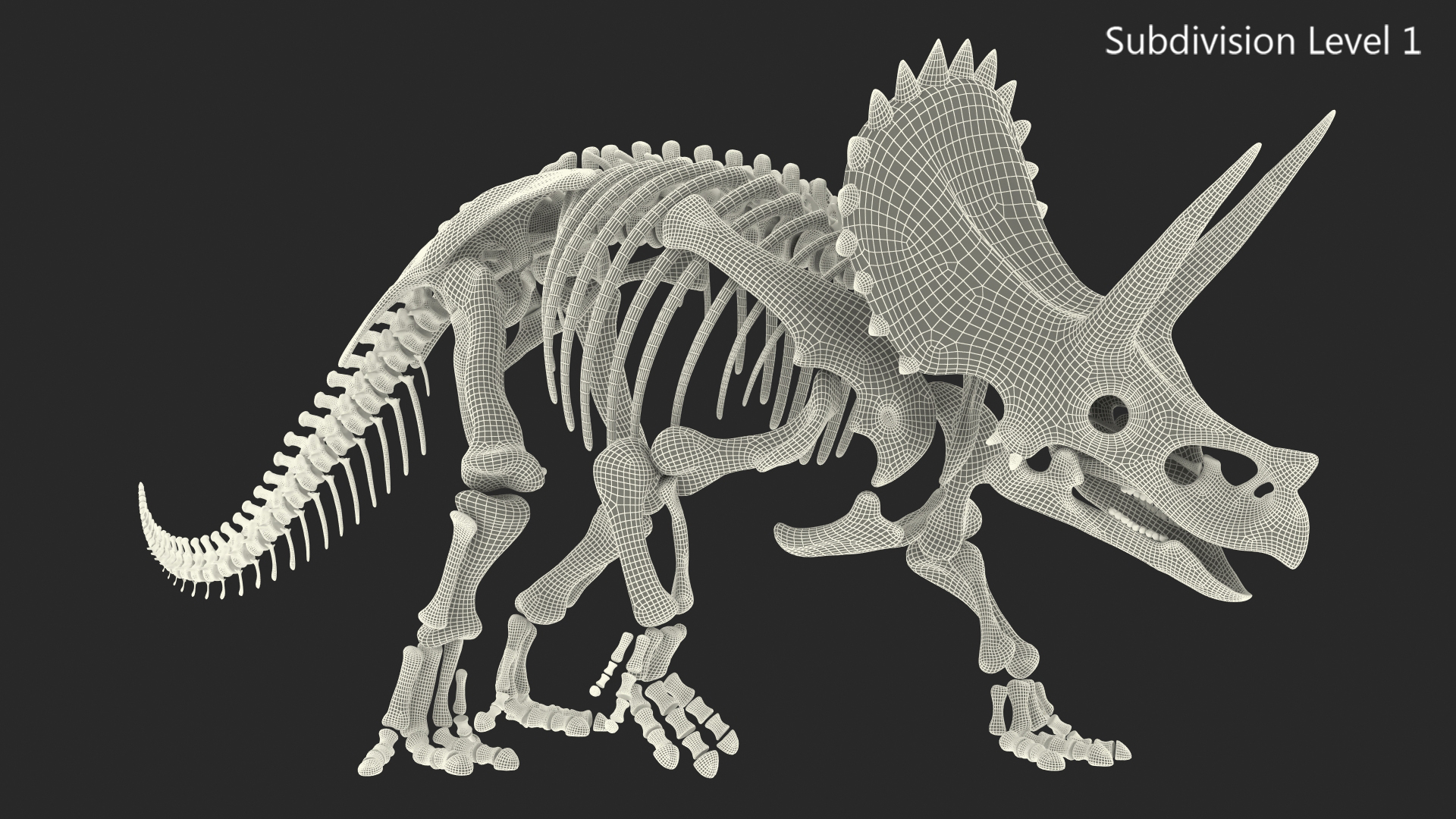 Triceratops Horridus Skeleton Walking Pose 3D
