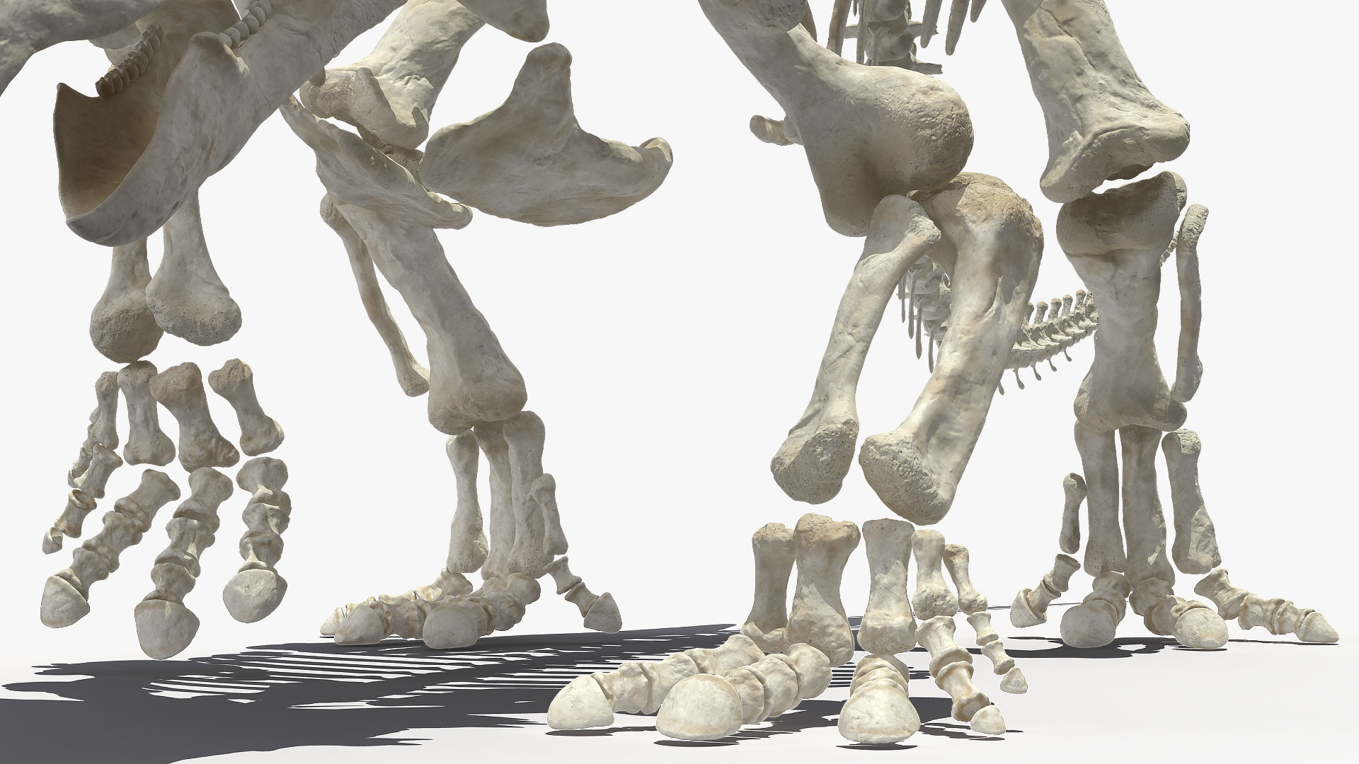 Triceratops Horridus Skeleton Walking Pose 3D