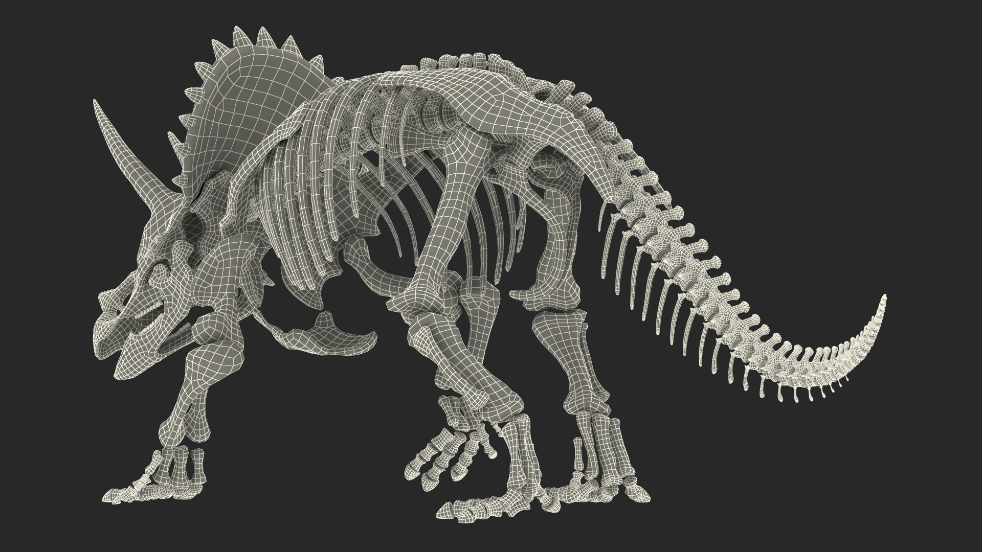 Triceratops Horridus Skeleton Walking Pose 3D