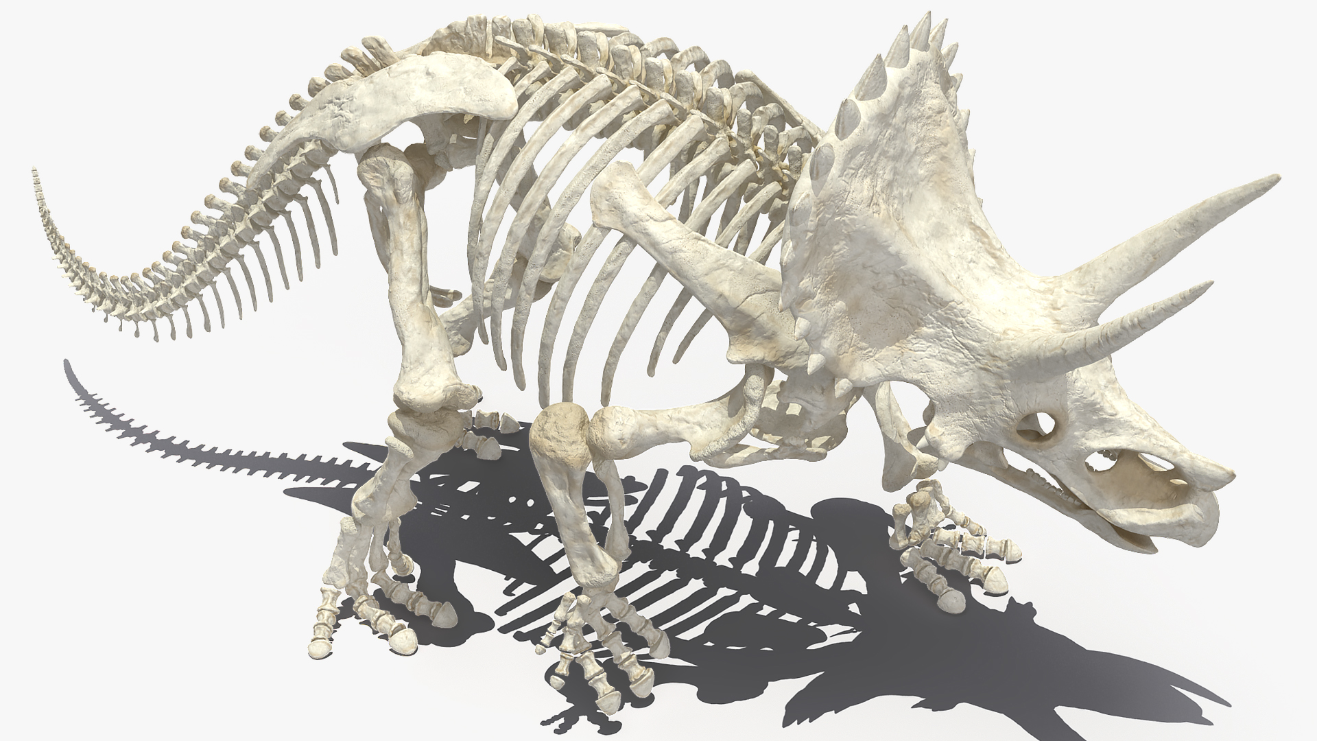 Triceratops Horridus Skeleton Walking Pose 3D