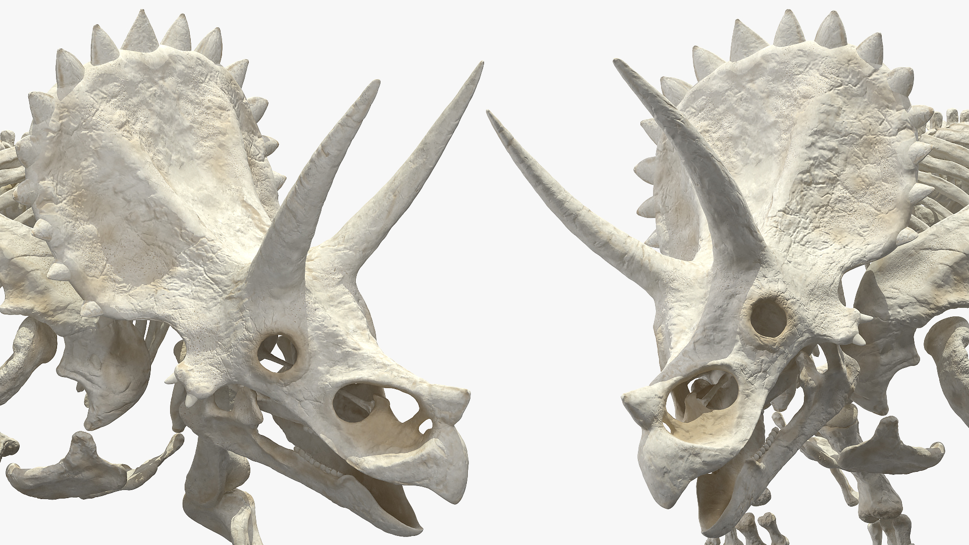 Triceratops Horridus Skeleton Walking Pose 3D