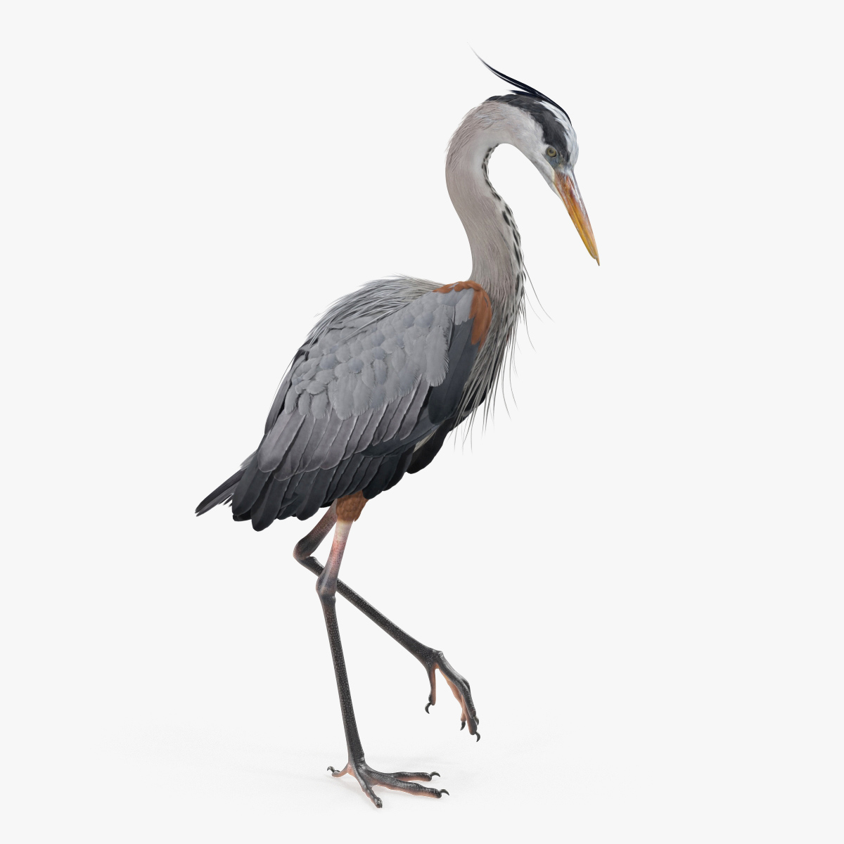 Grey Heron Standing on One Leg, view 9