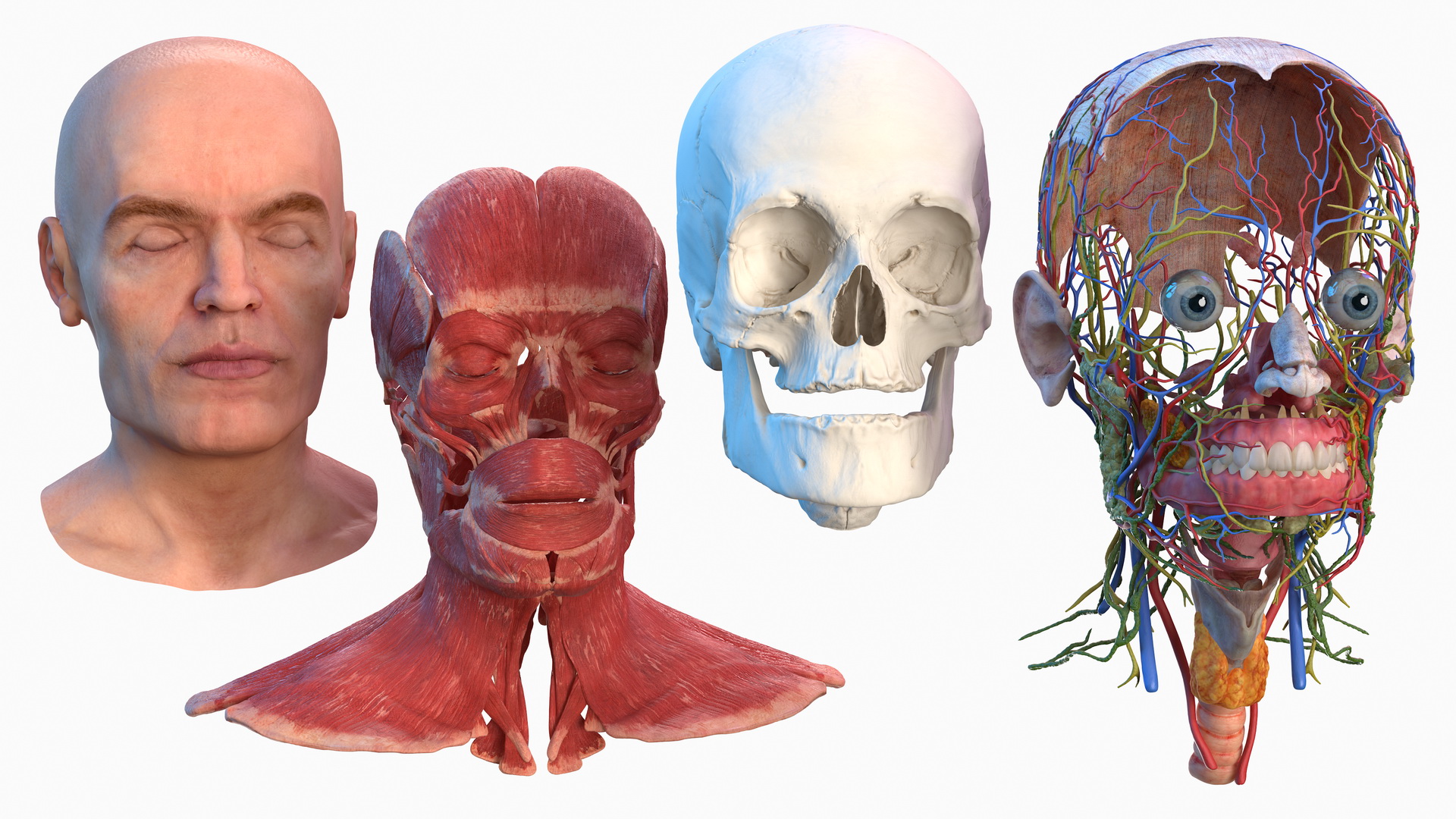 Human Head Full Anatomy and Skin 3D