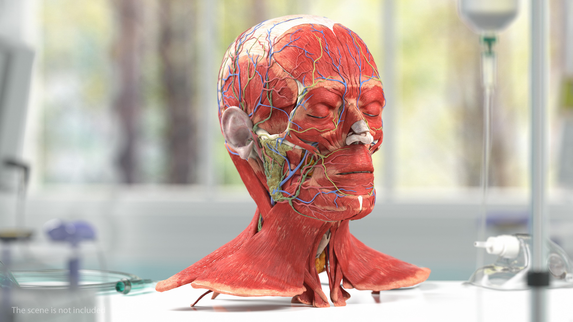Human Head Full Anatomy and Skin 3D