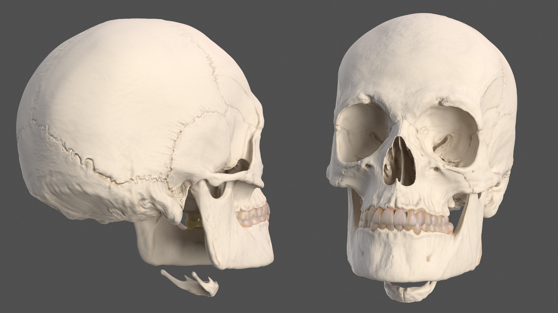 Human Head Full Anatomy and Skin 3D