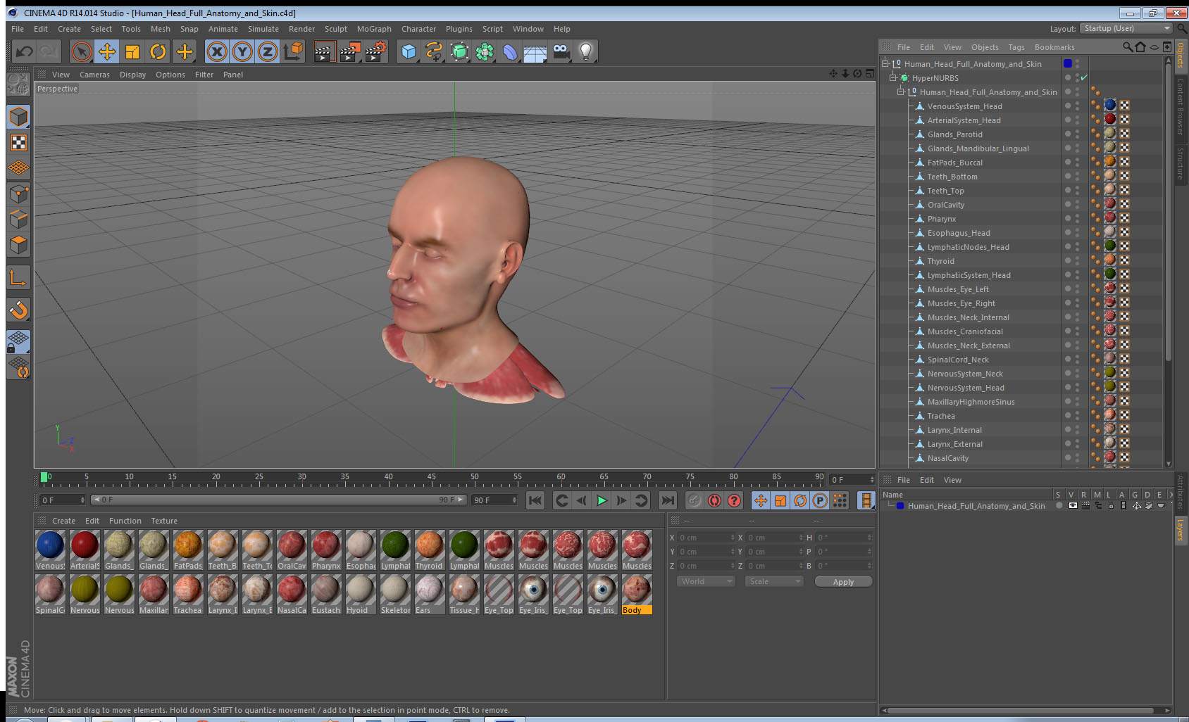 Human Head Full Anatomy and Skin 3D
