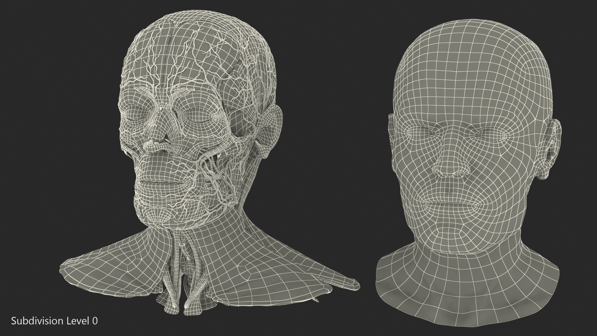 Human Head Full Anatomy and Skin 3D