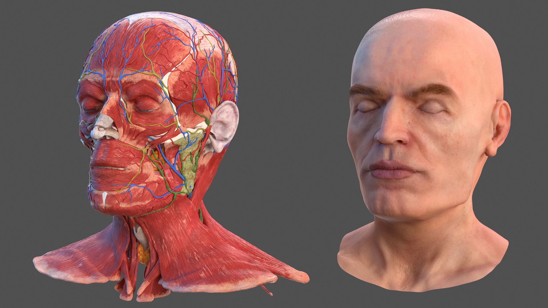 Human Head Full Anatomy and Skin 3D