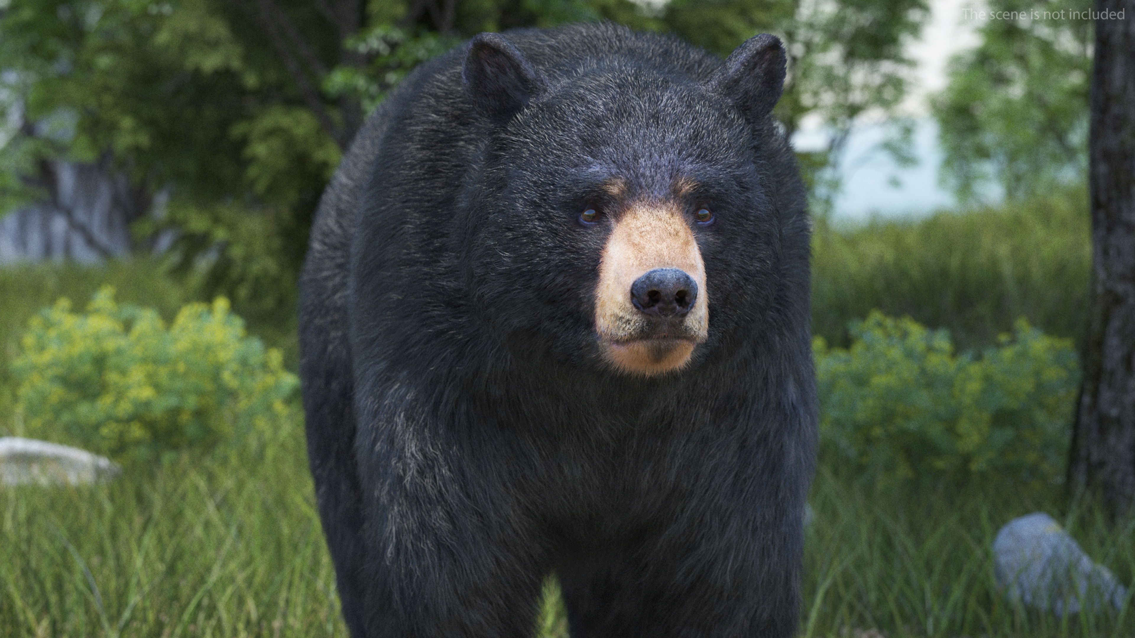Black Bear Fur 3D model