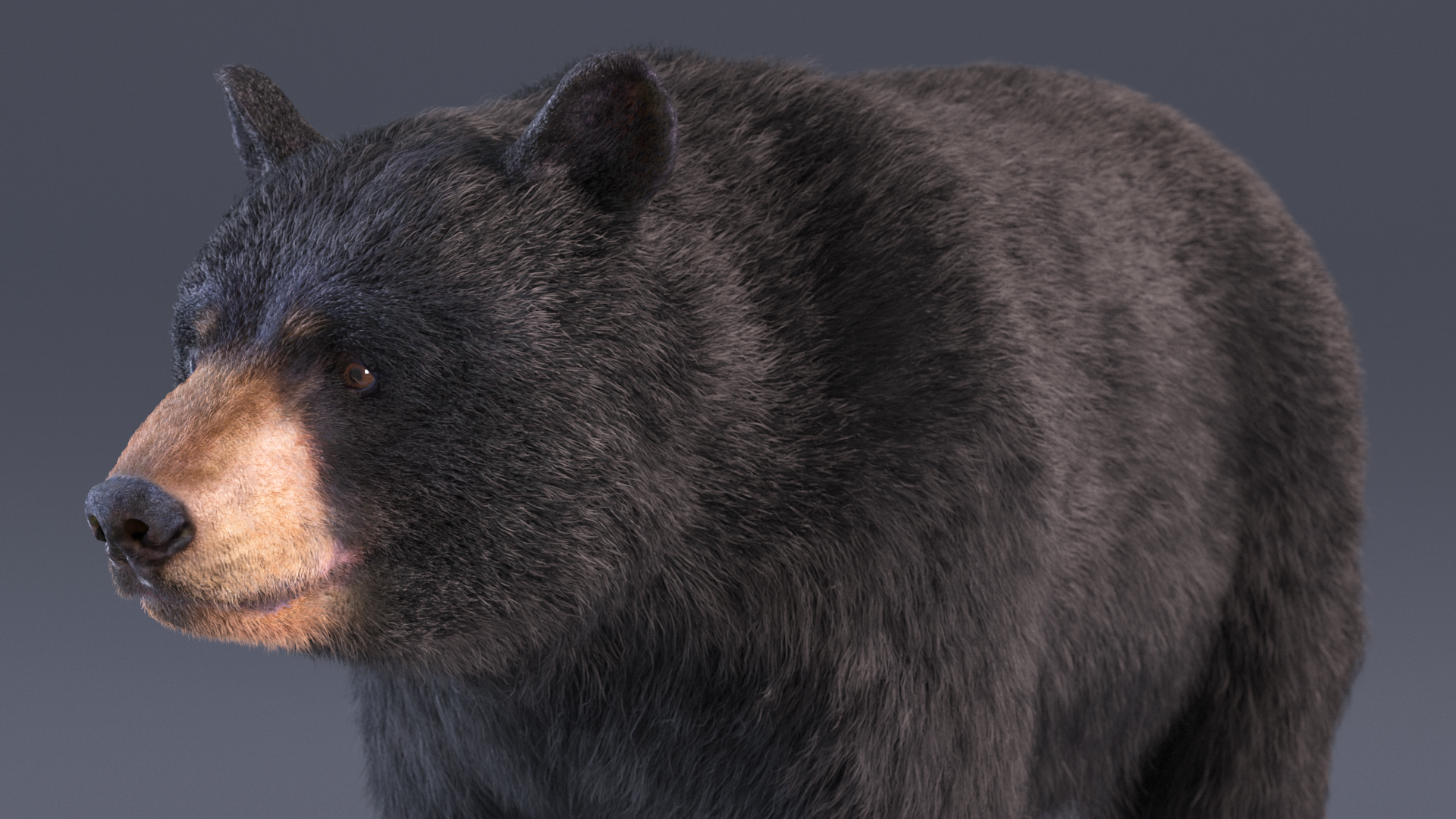 Black Bear Fur 3D model